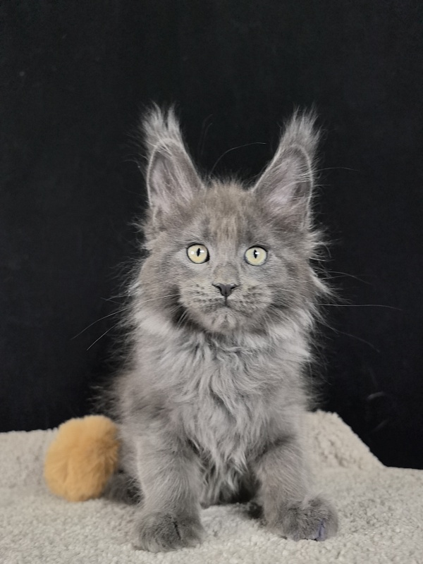 Wild Capriz Akbars - Kitten maine-coon 2 months 0.5 weeks