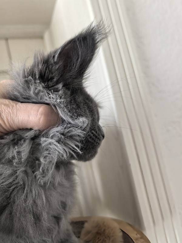 Wild Capriz Akbars - Kitten maine-coon 2 months 3 weeks