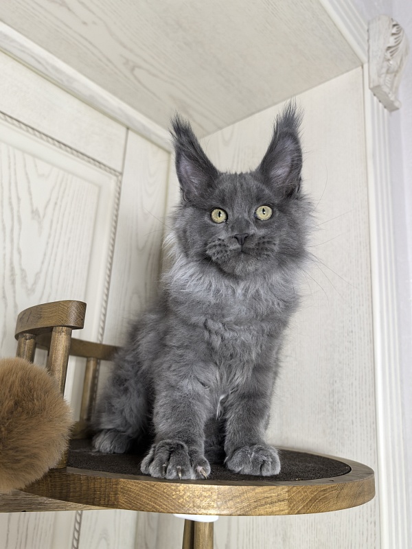 Wild Capriz Akbars - Kitten maine-coon 3 months 0.5 weeks