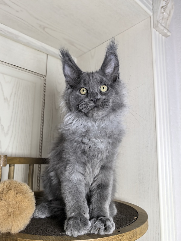 Wild Capriz Akbars - Kitten maine-coon 3 months 0.5 weeks