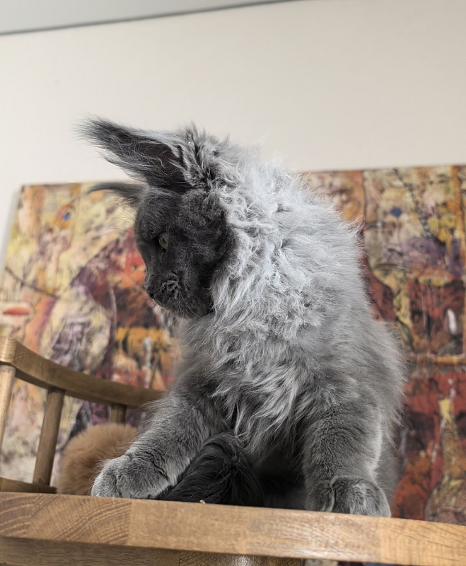 Wild Capriz Akbars - Kitten maine-coon 3 months 1 week