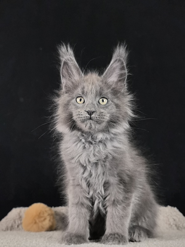 Wild Capriz Akbars - Kitten maine-coon 2 months 0.5 weeks