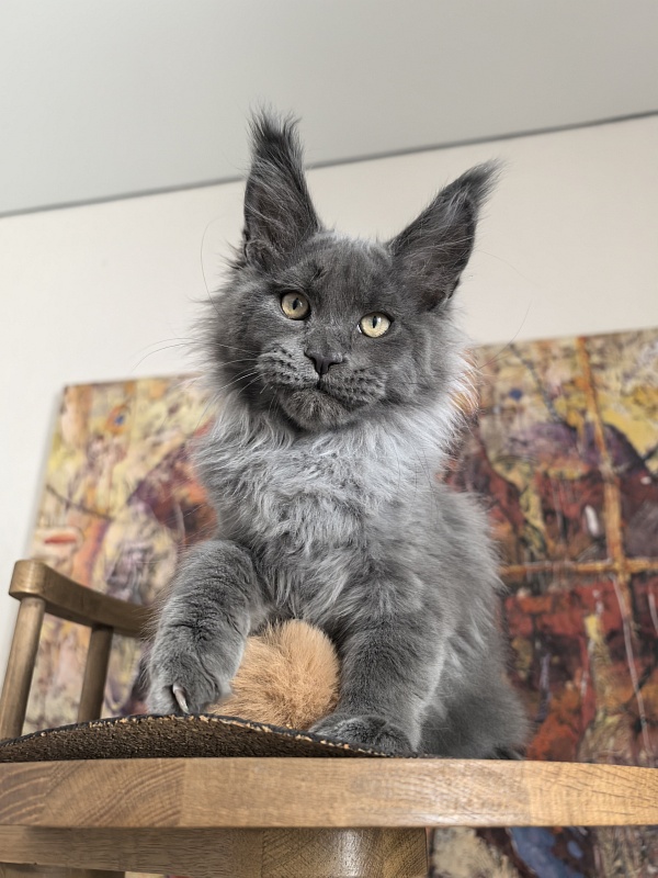 Wild Capriz Akbars - Kitten maine-coon 3 months 1 week