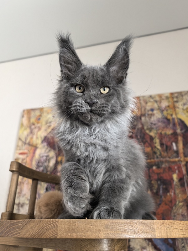 Wild Capriz Akbars - Kitten maine-coon 3 months 1 week