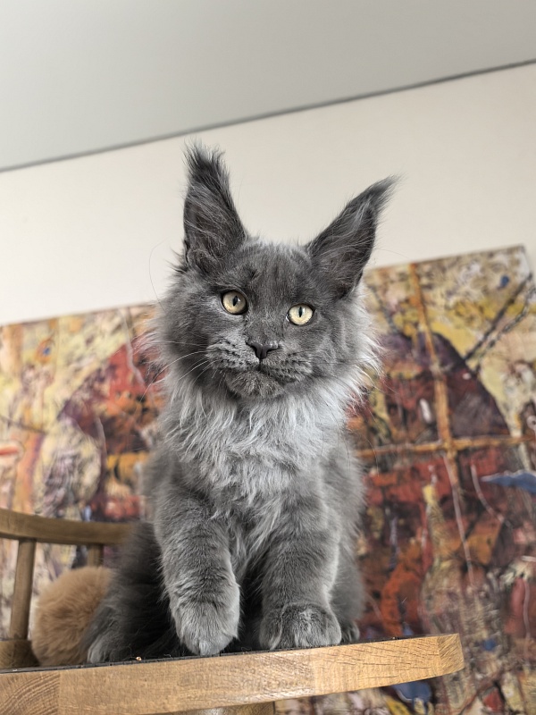 Wild Capriz Akbars - Kitten maine-coon 3 months 1 week