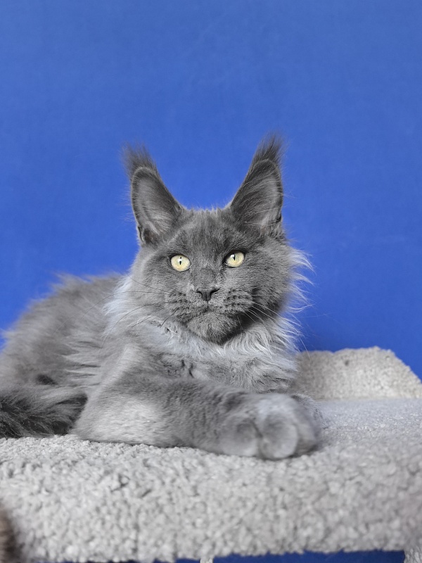 Wild Capriz Akbars - Kitten maine-coon 3 months 2.5 weeks