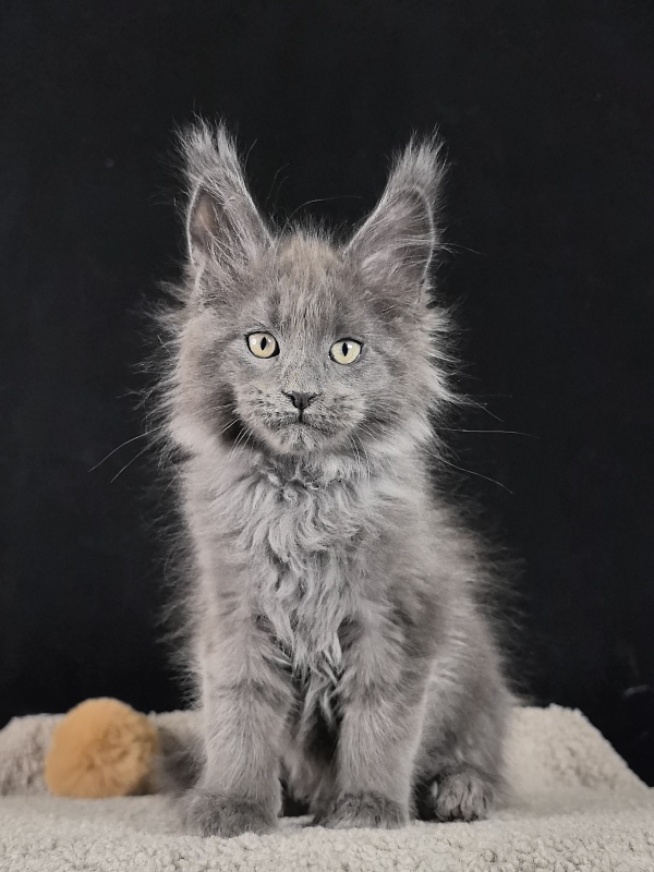 Wild Capriz Akbars - Kitten maine-coon 2 months 0.5 weeks