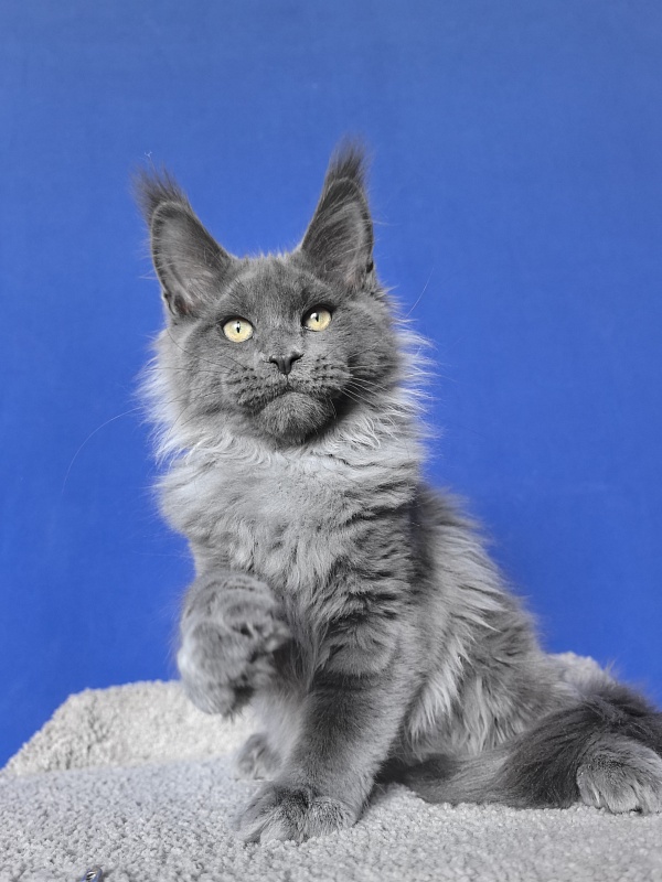 Wild Capriz Akbars - Kitten maine-coon 3 months 2.5 weeks