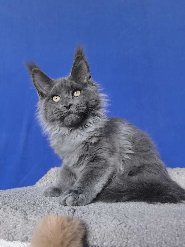 Wild Capriz Akbars - Kitten maine-coon 3 months 2.5 weeks