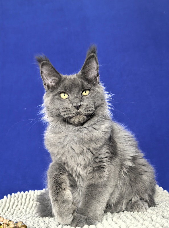 Wild Capriz Akbars - Kitten maine-coon 4 months 3 weeks