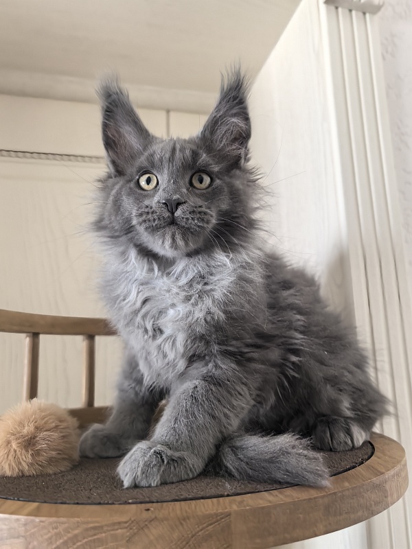 Wild Capriz Akbars - Kitten maine-coon 2 months 3 weeks