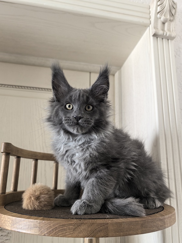 Wild Capriz Akbars - Kitten maine-coon 2 months 3 weeks