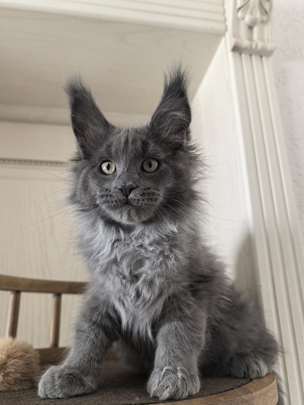 Wild Capriz Akbars - Kitten maine-coon 2 months 3 weeks
