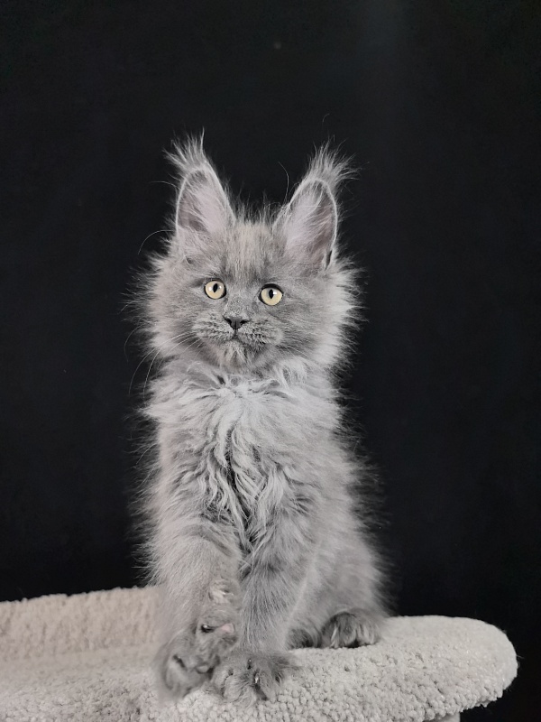 Wild Tim Akbars - Kitten maine-coon 2 months 0.5 weeks