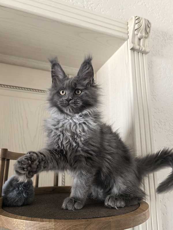 Wild Tim Akbars - Kitten maine-coon 2 months 3 weeks