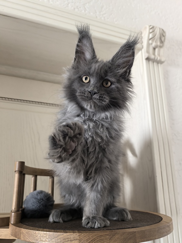 Wild Tim Akbars - Kitten maine-coon 2 months 3 weeks