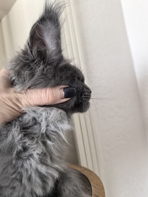 Wild Tim Akbars - Kitten maine-coon 2 months 3 weeks