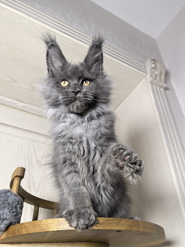 Wild Tim Akbars - Kitten maine-coon 3 months 0.5 weeks