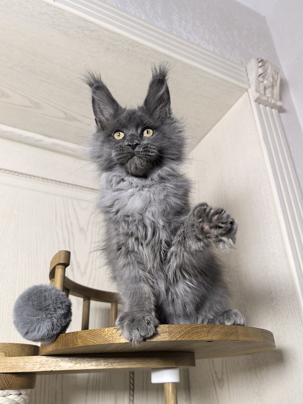 Wild Tim Akbars - Kitten maine-coon 3 months 0.5 weeks