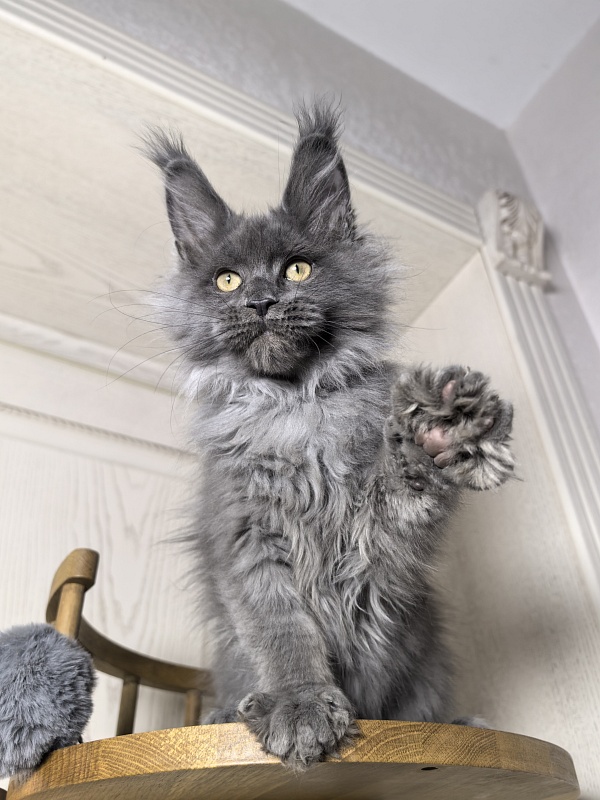 Wild Tim Akbars - Kitten maine-coon 3 months 0.5 weeks