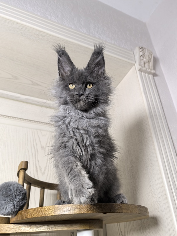 Wild Tim Akbars - Kitten maine-coon 3 months 0.5 weeks