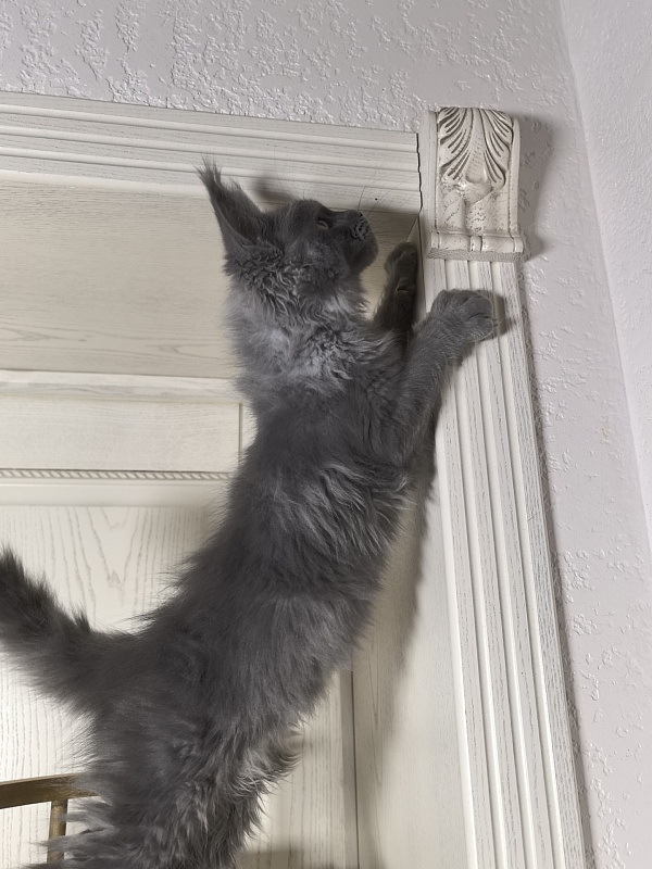 Wild Tim Akbars - Kitten maine-coon 3 months 0.5 weeks