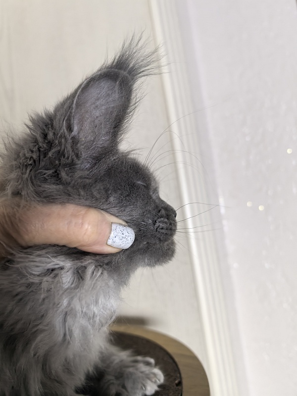 Wild Tim Akbars - Kitten maine-coon 3 months 0.5 weeks