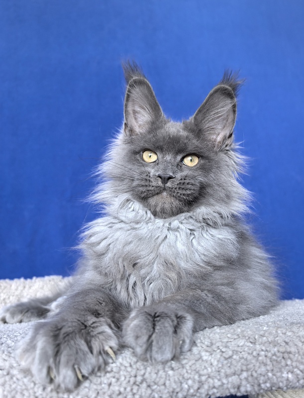 Wild Tim Akbars - Kitten maine-coon 3 months 2.5 weeks
