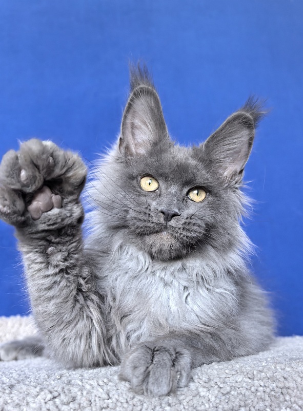 Wild Tim Akbars - Kitten maine-coon 3 months 2.5 weeks