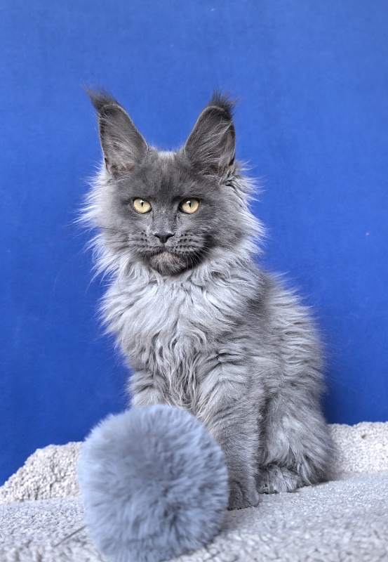 Wild Tim Akbars - Kitten maine-coon 3 months 2.5 weeks