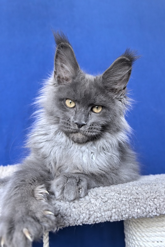 Wild Tim Akbars - Kitten maine-coon 3 months 2.5 weeks