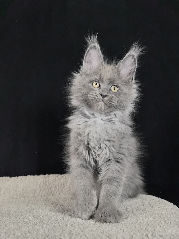 Wild Tim Akbars - Kitten maine-coon 2 months 0.5 weeks
