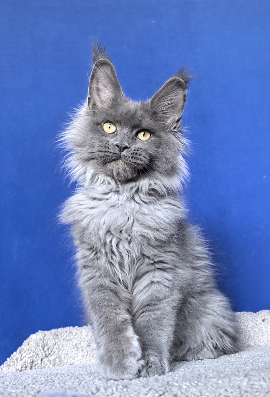 Wild Tim Akbars - Kitten maine-coon 3 months 2.5 weeks