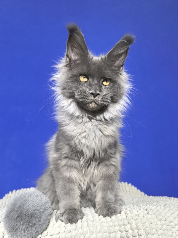 Wild Tim Akbars - Kitten maine-coon 4 months 3 weeks