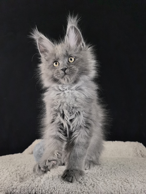 Wild Tim Akbars - Kitten maine-coon 2 months 0.5 weeks