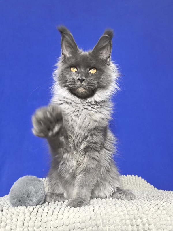 Wild Tim Akbars - Kitten maine-coon 4 months 3 weeks