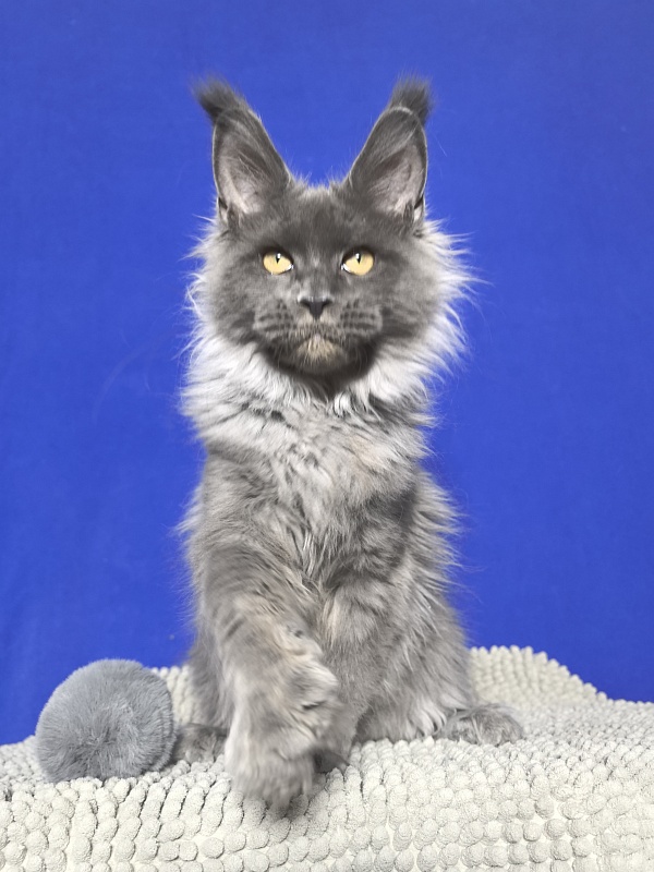 Wild Tim Akbars - Kitten maine-coon 4 months 3 weeks