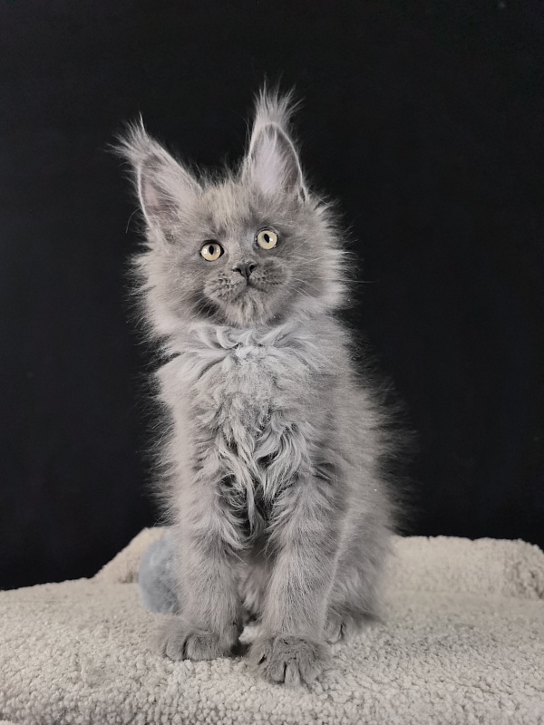 Wild Tim Akbars - Kitten maine-coon 2 months 0.5 weeks