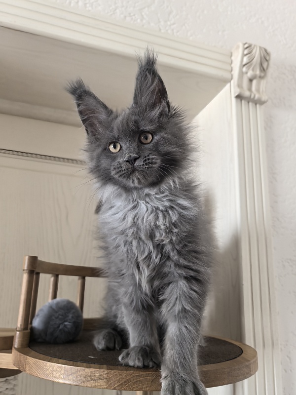 Wild Tim Akbars - Kitten maine-coon 2 months 3 weeks