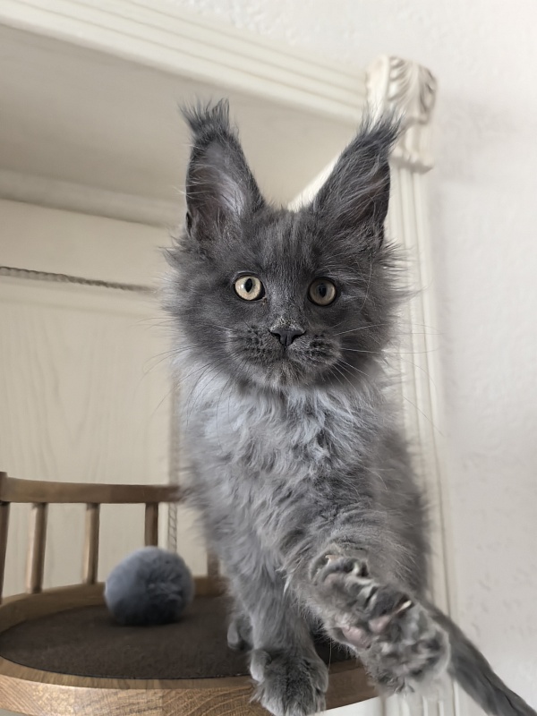 Wild Tim Akbars - Kitten maine-coon 2 months 3 weeks