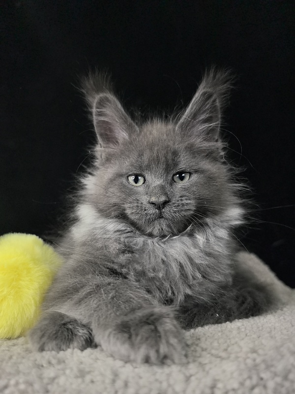 Wicca Mikka Akbars - Kitten maine-coon 2 months 0.5 weeks