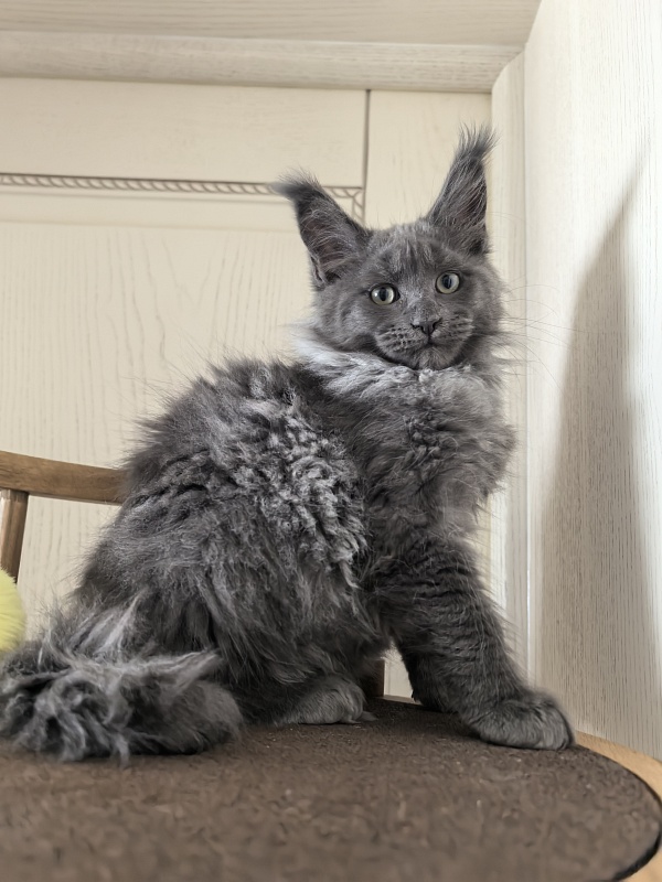 Wicca Mikka Akbars - Kitten maine-coon 2 months 3 weeks