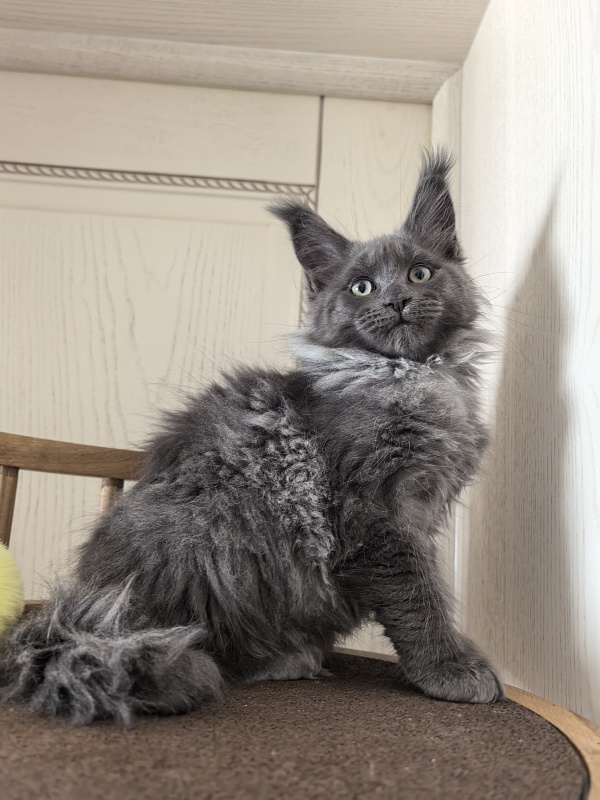 Wicca Mikka Akbars - Kitten maine-coon 2 months 3 weeks