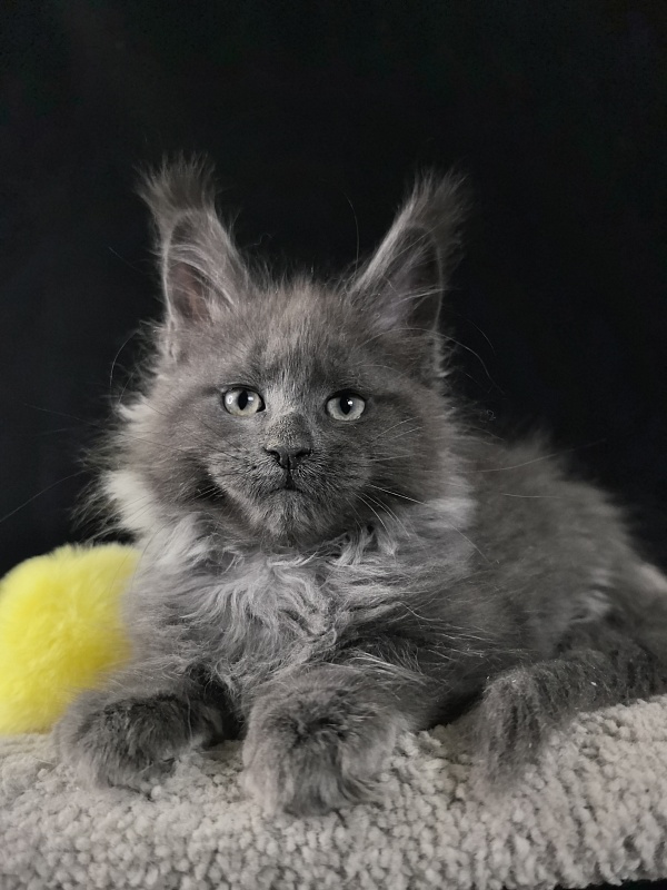 Wicca Mikka Akbars - Kitten maine-coon 2 months 0.5 weeks
