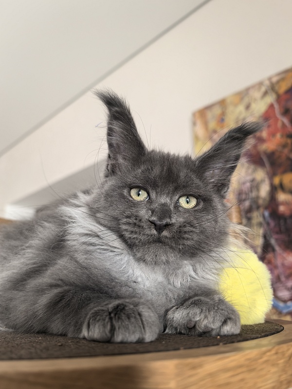 Wicca Mikka Akbars - Kitten maine-coon 3 months 1 week