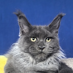 Wicca Mikka Akbars