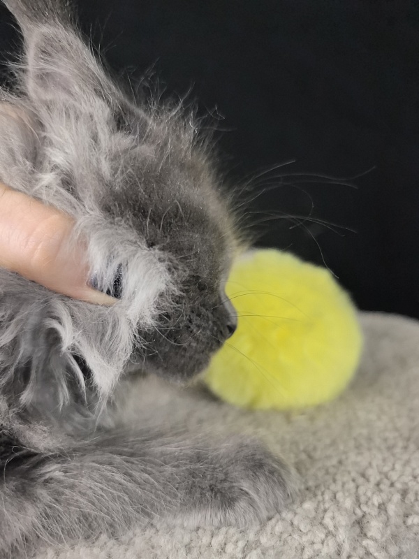 Wicca Mikka Akbars - Kitten maine-coon 2 months 0.5 weeks