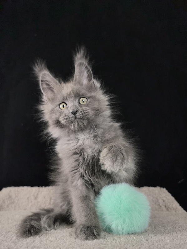 Wilma Vau Akbars - Kitten maine-coon 2 months 0.5 weeks