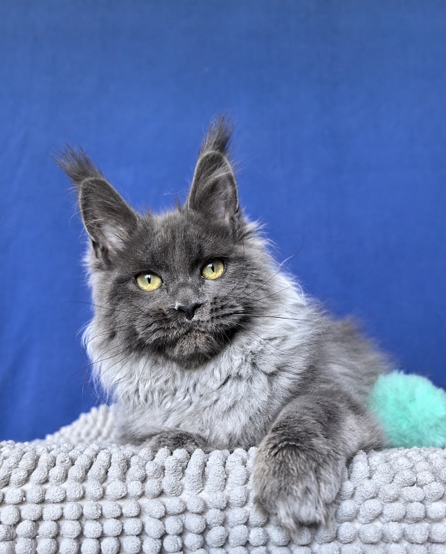 Wilma Vau Akbars - Kitten maine-coon 4 months 3 weeks