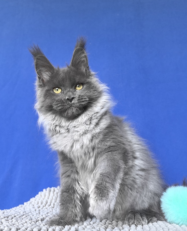 Wilma Vau Akbars - Kitten maine-coon 4 months 3 weeks